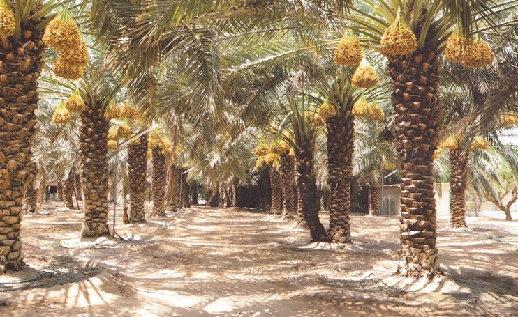 وصف الصورة
