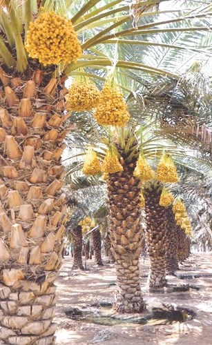 وصف الصورة