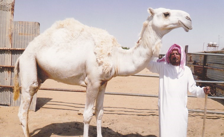 وصف الصورة