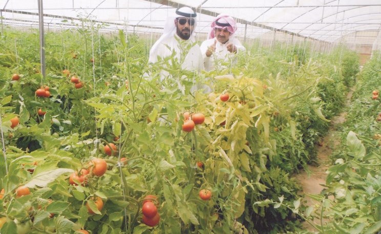 وصف الصورة