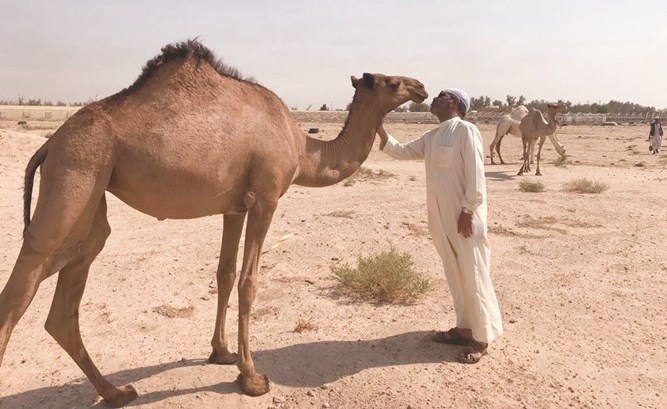 وصف الصورة