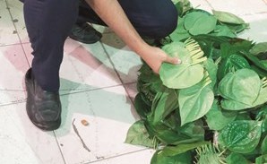 أحد المفتشين يكتشف البان بين الكراتين