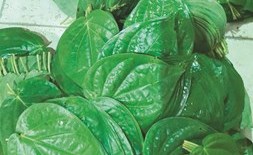 ورق مخدر البان