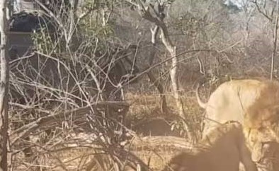 بالفيديو... أسدان جائعان يفترسان خنزيرا بعد سحبه من جحره