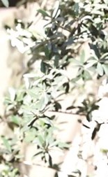 وصف الصورة