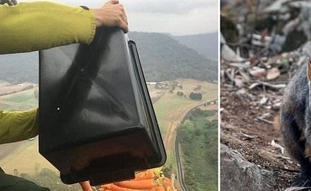 بالفيديو.. أستراليا تنقذ حيواناتها بالجزر والبطاطا