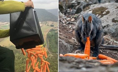 بالفيديو.. أستراليا تنقذ حيواناتها بالجزر والبطاطا