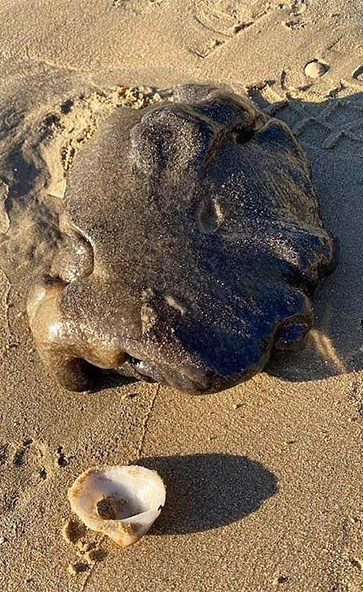 يشبه الفقاعة على الرمل .. شاهد : مخلوق غريب يظهر فجأة على شاطئ أسترالي ويحير العلماء !
