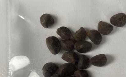 "بذور غازية يمكن أن تدمر البيئة".. طرود قادمة من الصين تثير الجدل في أميركا