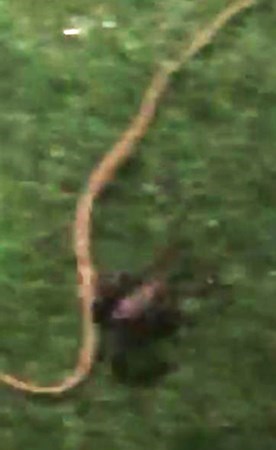 بالفيديو.. تحذير لأصحاب «الكشتات».. مواطنون يرصدون أفاعي وعقارب في مناطق صحراوية