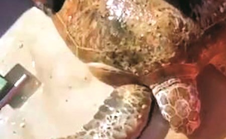 رجال الإطفاء ينظفون جسم السلحفاة من الطحالب