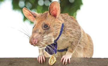 «الفأر البطل ماغاوا ينفق بعد حياة حافلة بكشف الألغام في كمبوديا»