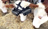 زيادة حليب الأبقار في تركيا باستخدام نظارات الواقع الافتراضي وموسيقى بيتهوفن!