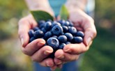 دراسة: تناول التوت الأزرق يقلل احتمالات الإصابة بخرف الشيخوخة