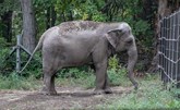 معركة قانونية في نيويورك لاعتبار أنثى فيل "شخصا" لإطلاق سراحها من حديقة حيوان