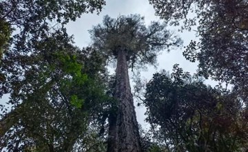 بارتفاع 83.2 متر.. اكتشاف أطول شجرة بالصين