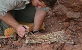 "تنين الموت"... اكتشاف حفرية نوع ضخم من الزواحف الطائرة في الأرجنتين