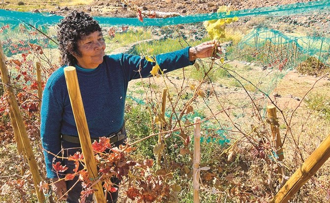 زراعة العنب المهمة الصعبة في صحراء تشيلي