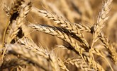 توقعات بارتفاع صادرات روسيا من القمح في الموسم الجديد لـ 42.6 مليون طن