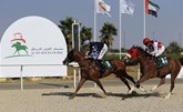 انطلاق موسم سباقات الخيول في الإمارات من مضمار العين
