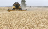 أوكرانيا تصدر المزيد من الحبوب في العام المالي 22-2021 رغم الغزو الروسي