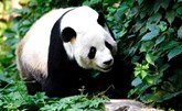 متحجرة تبيّن كيفية تحوّل الباندا من حيوان لاحم إلى عاشب
