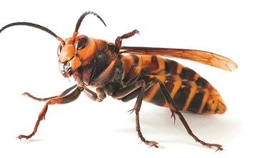 «النحل والدبابير تقتل 500 إنسان سنوياً»

