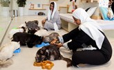 القطط تستمتع بوقتها في أول فندق للحيوانات الأليفة في الرياض
