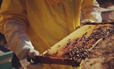 لبناني يصنع العسل بدافع حبه للنحل