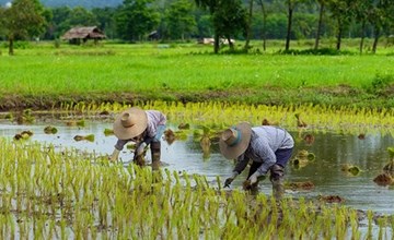 تدهور محصول الأرز في الهند بسبب تراجع المساحة المزروعة لقلة الأمطار