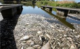 ألمانيا: تلوث نهر "أودر" قد يؤثر على الأسماك في بحر البلطيق