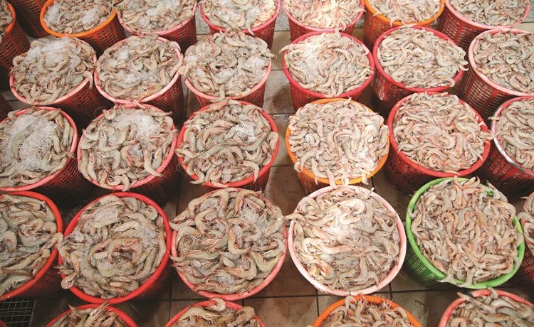 بالفيديو الانتعاش يعود إلى سوق السمك والكنعد الكويتي بـ 4 دنانير