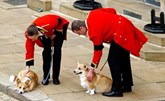 أسعار كلاب كورغي «قياسية» بعد وفاة الملكة إليزابيث الثانية