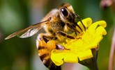 دعم خفض كميات المبيدات لحماية النحل في دول الاتحاد الأوروبي