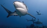 قرار "تاريخي" لحماية أسماك القرش في مؤتمر حماية الحيوانات المهددة بالانقراض
