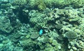 تدهور الحاجز المرجاني العظيم في أستراليا لا يزال مستمراً (اليونسكو)