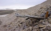 أقدم حمض نووي مسجل يكشف عن عالم جرينلاند المفقود