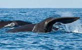 تشيلي تحاول الحفاظ على الحيتان باستخدام تقنيات حديثة تمنع اصطدامها بالسفن