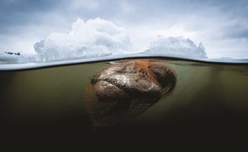 «الشباك الخفية» أشباح قاتلة للحيوانات البحرية