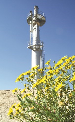 الكويت تنفذ أكبر مشروع لاستعادة البيئة والتخضير للنباتات في العالم