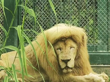 رحيل الأسد «هان هان».. نهاية صاحب الصورة الأشهر في حديقة حيوان صينية